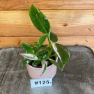 Wonderful White Princess Tricolor Starter Garden Plant