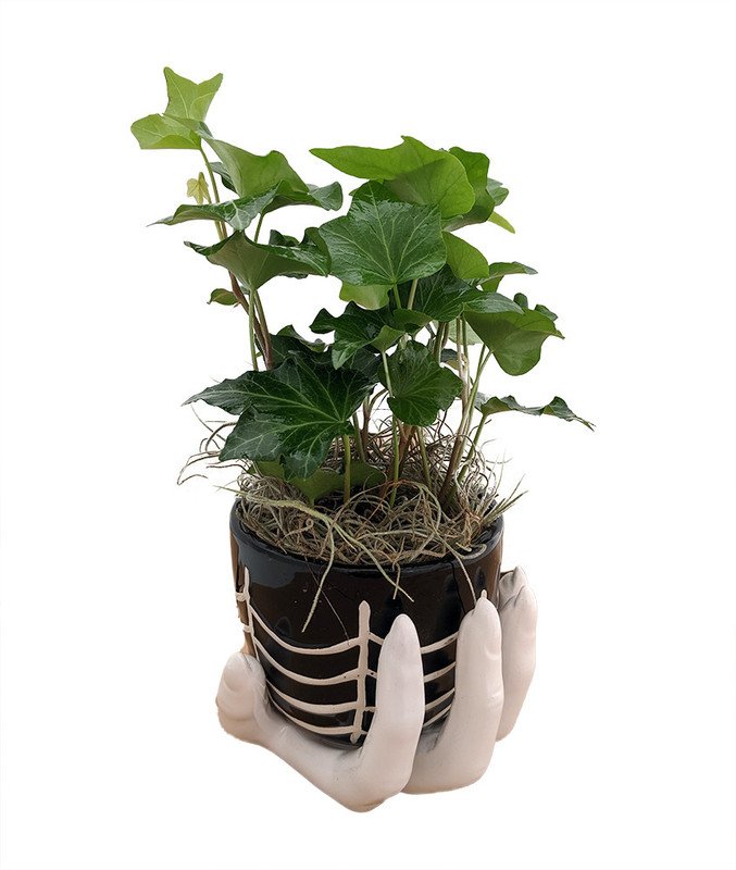 Wonderful Haunted SpiderWeb er with Live English Ivy and Spanish Moss Garden Plant