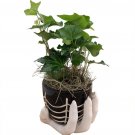 Wonderful Haunted SpiderWeb er with Live English Ivy and Spanish Moss Garden Plant