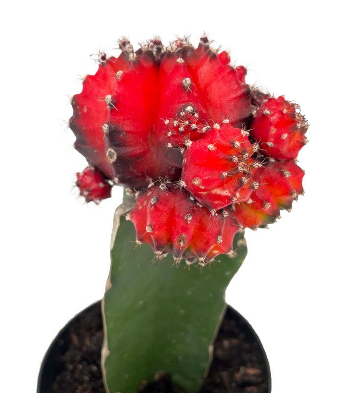 Wonderful Cactus Black and Red Grafted Moon Exotic Garden Plant