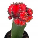 Wonderful Cactus Black and Red Grafted Moon Exotic Garden Plant