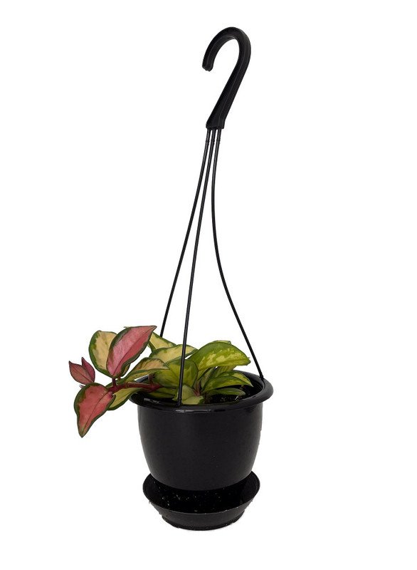 Wonderful Hoya Tricolor Wax Garden Plant