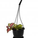 Wonderful Hoya Tricolor Wax Garden Plant
