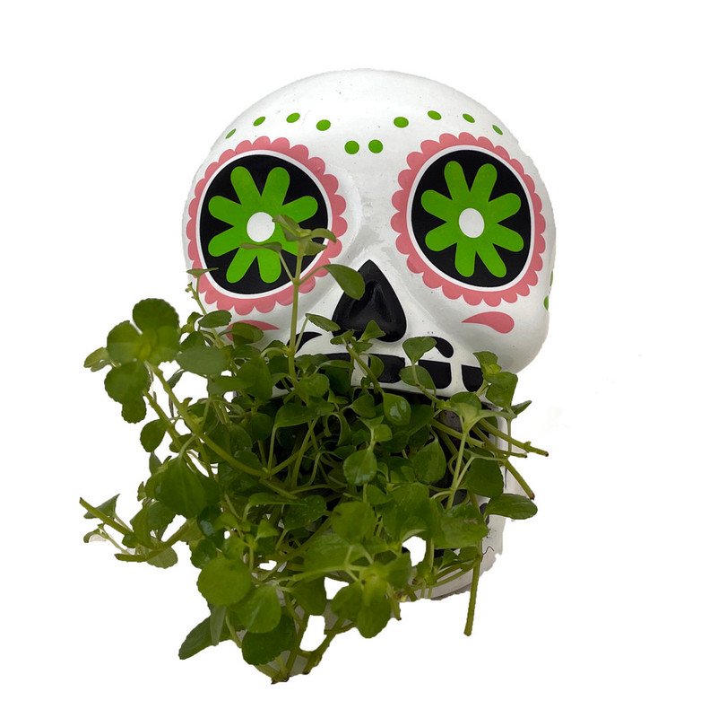 Wonderful White and Green Sugar Skull Ceramic er Garden Plant