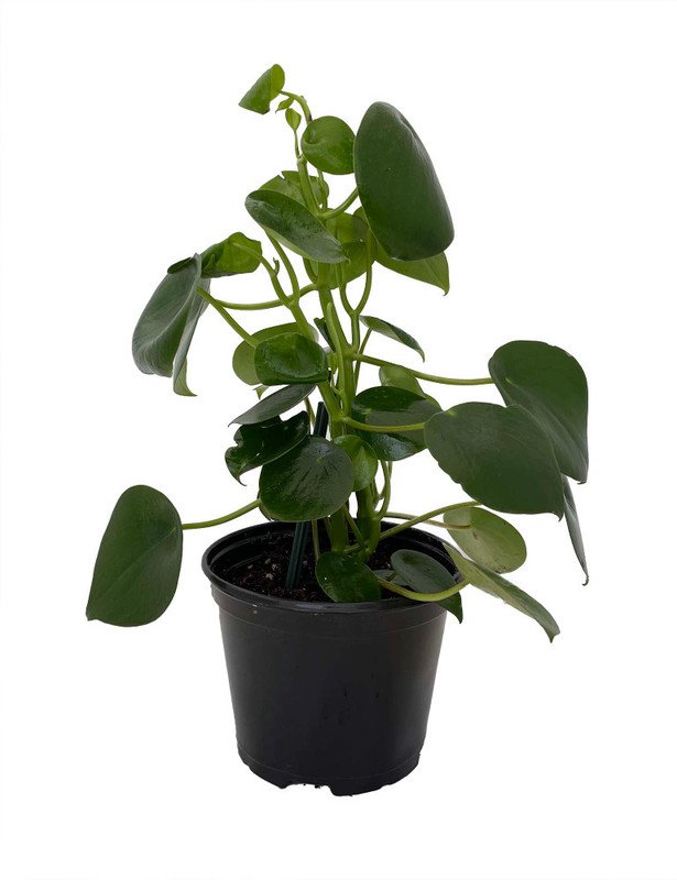 Wonderful Peperomia polybotrya Raindrop Chinese Money Garden Plant