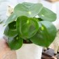 Wonderful Peperomia polybotrya Raindrop Chinese Money Garden Plant