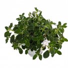 Wonderful Streptocarpella Dancing Doves Cape Primrose Garden Plant