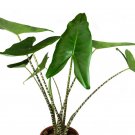Wonderful Alocasia Zebrina Elephant Ear Garden Plant