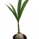 Wonderful Cocos nucifera Malayan Dwarf Coconut Palm Garden Plant