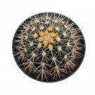 Wonderful Echinocactus grusonii Golden Barrel Cactus Garden Plant