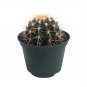Wonderful Echinocactus grusonii Golden Barrel Cactus Garden Plant