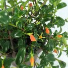 Wonderful The Goldfish Premium Garden Plant