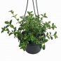 Wonderful The Goldfish Premium Garden Plant
