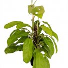 Wonderful Philodendron Golden Goddess Garden Plant