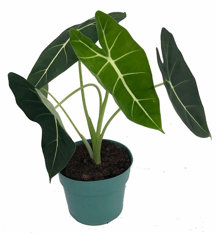 Wonderful Alocasia Frydek Green Velvet African Mask Garden Plant