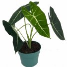 Wonderful Alocasia Frydek Green Velvet African Mask Garden Plant