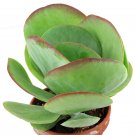Wonderful Kalanchoe thyrsiflora Tricolor Blushing Hearts Flapjack Garden Plant