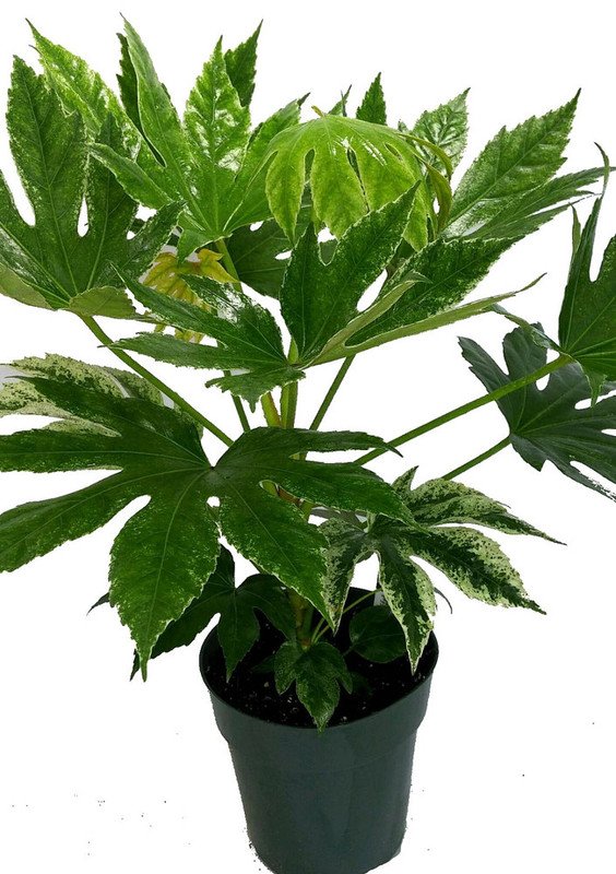 Wonderful Japanese Aralia Variegata Variegated Fatsia japonica Garden Plant