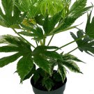 Wonderful Japanese Aralia Variegata Variegated Fatsia japonica Garden Plant