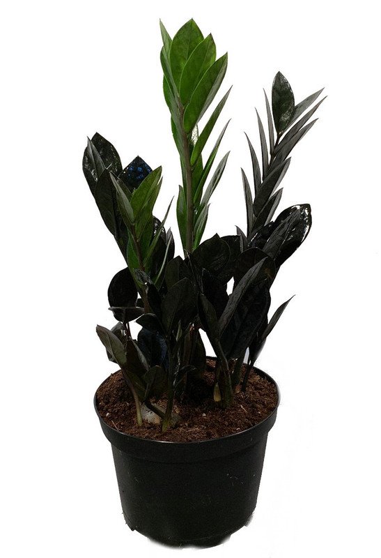 Wonderful Zamioculcas Super Nova Black Garden Plant