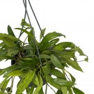 Wonderful Hoya Rare Pubicalyx Wax Garden Plant