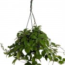 Wonderful Hoya Green Wax Garden Plant