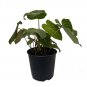 Wonderful Philodendron Rare Gloriosum Garden Plant