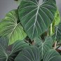 Wonderful Philodendron Rare Gloriosum Garden Plant