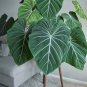 Wonderful Philodendron Rare Gloriosum Garden Plant
