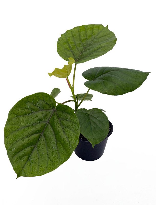 Wonderful Ficus Umbellata Fig Tree Garden Plant