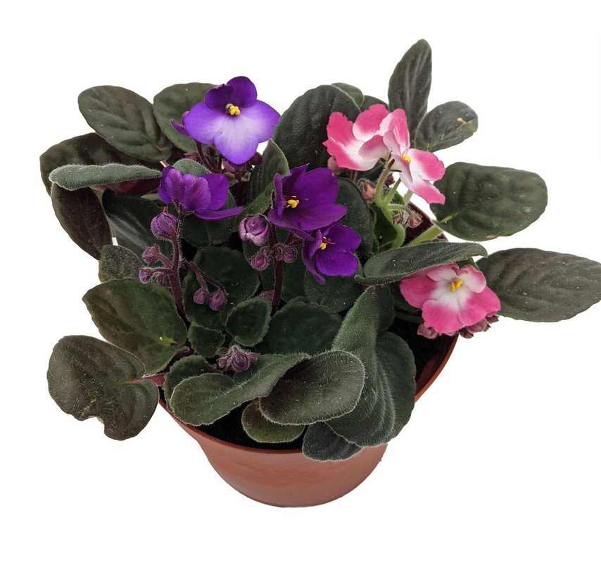 Wonderful Novelty African Violet Beautiful Garden Plant