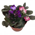 Wonderful Novelty African Violet Beautiful Garden Plant