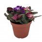 Wonderful Novelty African Violet Beautiful Garden Plant