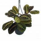 Wonderful Maranta Red Prayer Garden Plant