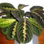 Wonderful Maranta Red Prayer Garden Plant