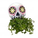 Wonderful White and Yellow Sugar Skull Ceramic er Garden Plant