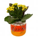 Wonderful Candy Corn Mason Jar Ceramic er with Yellow Kalanchoe and Croton Beautiful Garden Plant