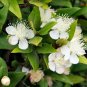 Wonderful Myrtus Ancient Herb Biblical Myrtle Herb Garden Plant