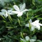 Wonderful Jasminum officinale Hirts Poets Jasmine Beautiful Garden Plant
