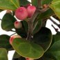 Wonderful Ficus deltoidea Mas Cotek Mistletoe Fig Tree Garden Plant