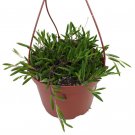 Wonderful Othonna capensis String of Rubies Garden Plant