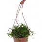Wonderful Othonna capensis String of Rubies Garden Plant
