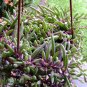 Wonderful Othonna capensis String of Rubies Garden Plant