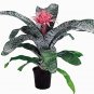 Wonderful Aechmea primera Bromeliad Pink Vase Beautiful Garden Plant