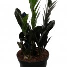 Wonderful Zamioculcas zamiifolia Rare Black Raven Garden Plant