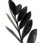 Wonderful Zamioculcas zamiifolia Rare Black Raven Garden Plant