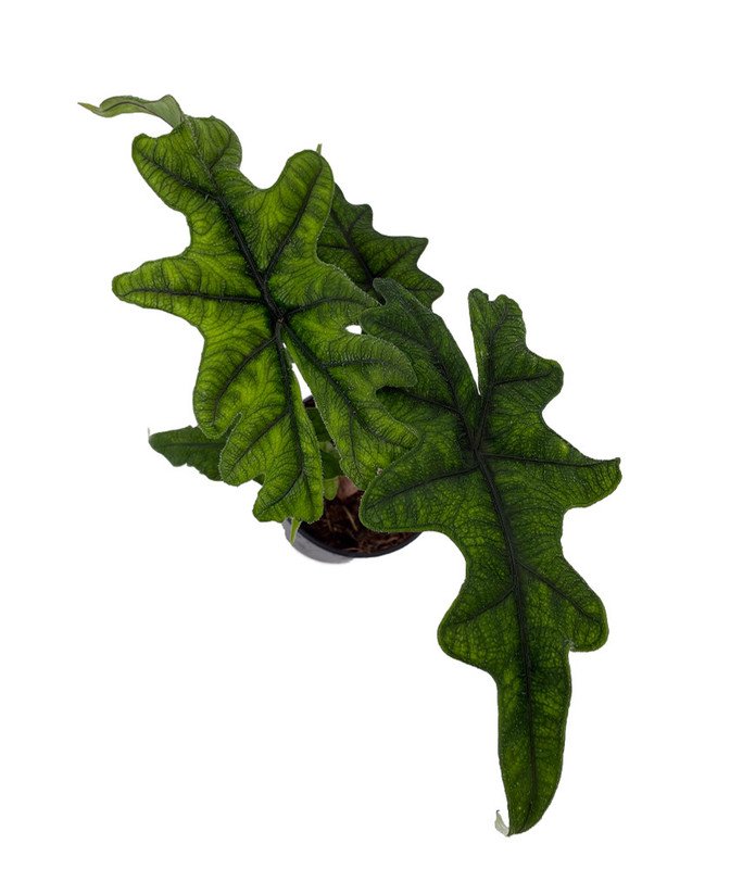 Wonderful Alocasia tandurusa Jacklyn Garden Plant