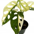 Wonderful Monstera adansonii var Variegated Swiss Cheese Exotic Garden Plant