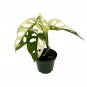 Wonderful Monstera adansonii var Variegated Swiss Cheese Exotic Garden Plant