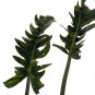 Wonderful Philodendron Rare Ring of Fire Garden Plant